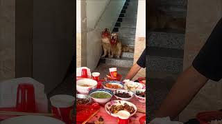 Two golden retrievers are waiting for their dinner with their bowls🤤 [upl. by Oeak]