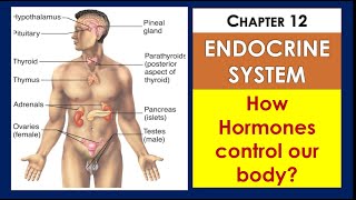 the Endocrine System explanation chapter 12 class 10th biology [upl. by Campball]