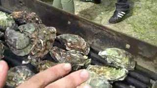 How to Grill an Oyster [upl. by Lj]