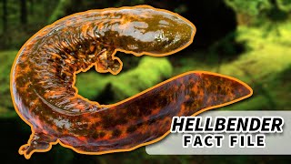 Hellbender Salamander Facts BIGGEST salamander in the US  Animal Fact Files [upl. by Namzed88]