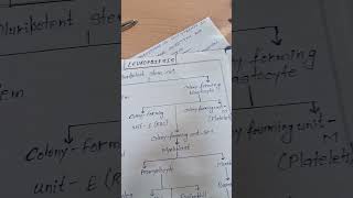 flowchart of leukopoiesis physiologynotesmbbsbams FULL VDO AVLBL ON CHNNEL [upl. by Huebner]