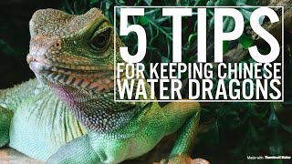 5 Tips For Keeping Chinese Water Dragons [upl. by Kim]