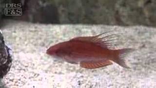 Filamented Flasher Wrasse Paracheilinus filamentosus  LiveAquariacom [upl. by Jelsma831]