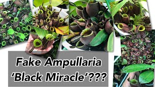 May fake ba na N ampullaria ‘Black Miracle’ [upl. by Jerrie336]