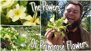 The Powers Of Primrose Flowers 🌸 Wild Edible amp Medicinal Herbs Primula Vulgaris [upl. by Anirbus]