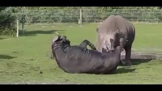 Rhino vs Buffalo Rare Fight [upl. by Tann]