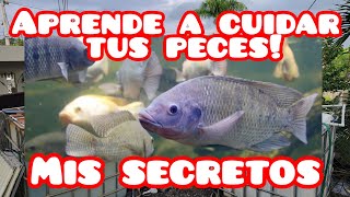 Como hacer crecer saludable tus tilapias [upl. by Travis]