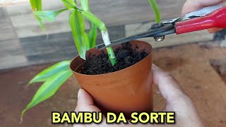 DEPOIS QUE VOCÃŠ APRENDER ISSO SOBRE O BAMBU DA SORTE FICARÃ ENCANTADO ðŸª´ðŸ¥° [upl. by Marylynne510]