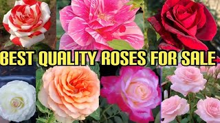 Monsoon Sale 🌧  Best Quality Rose Plants  Free Delivery  Online Nursery  WhatsApp 8250221446 [upl. by Kafka]