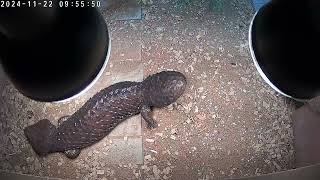 male shingleback skink [upl. by Wenda343]