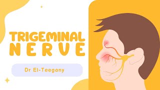 Trigeminal nerve  Anatomy  NRS [upl. by Ative]