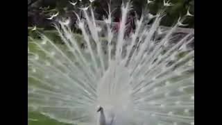 The most beautiful white peacock opening feathers [upl. by Lonee740]