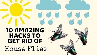 10 Cleaning Hacks to get rid of HOUSE FLIES in Monsoons  TESTED  NonToxic ways [upl. by Hulton]