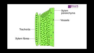 The Xylem Structure Function amp Adaptations  Biology Unit 2 [upl. by Kermy930]