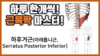 42 하후거근아래톱니근 Serratus Posterior Inferior근육학 마스터힐링무브healing move [upl. by Ecile]