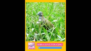 Zebra Dove Foraging Seeds shorts youtubeshorts [upl. by Clynes]