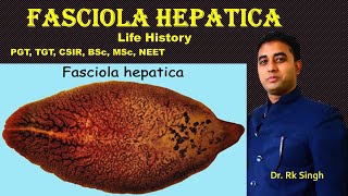 Fasciola hepatica Life History For NEET PGT TGT BSc MSc CSIR [upl. by Norrab]