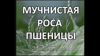 Настоящая мучнистая роса пшеницы Erysiphe graminis f sp tritici [upl. by Nnairrek]