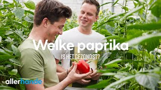 Welke paprika is het gezondst  Lekker uit Nederland  Allerhande [upl. by Malanie]