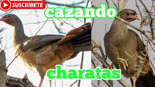 🎯CAZANDO CHARATAS😱 con fox sr1000🔥 aire comprimido [upl. by Areemas]