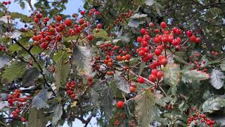 Swedish whitebeam  leaves amp fruit  September 2024 [upl. by Asoramla]