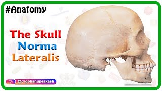 Anatomy of the Skull  Norma Lateralis [upl. by Mcgannon]