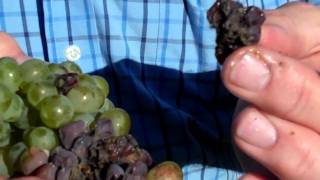 In the FMC vineyard Ken Forrester on harvest and Botrytis [upl. by Hardie98]