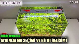 Filtresiz Bitkili Akvaryum  Aydınlatma Seçimi Bitkilerin Gelişimi 225gün  Co2 Yok  Part 27 [upl. by Shields]