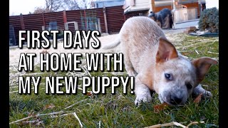 Red Heeler PUPPYs first few weeks at home  Bindi [upl. by Resiak186]