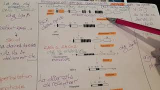 Immunologie polymorphisme la recombinaison somatique au niveau de la moelle osseuse [upl. by Celtic636]