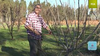 Poda intensiva de la higuera Intensive pruning of fig tree [upl. by Brianna]