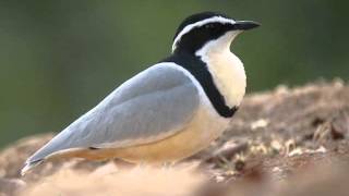 Pluvial  Egyptian Plover Pluvianus aegyptius [upl. by Cavallaro150]