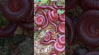 I Tried Millipede Bait for 30 Days and It Changed Everything 7 [upl. by Ander]