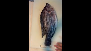 TAIWAN TILAPIA CLEANING amp CUTTING asmr fish fishcleaning fishcutting taiwantilapia tilapia [upl. by Asilej]