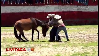 Doma de Caballos salvajes en Livitaca Perú [upl. by Gemma]