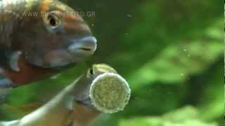 Cichlids by lake Tanganyika [upl. by Nirok]