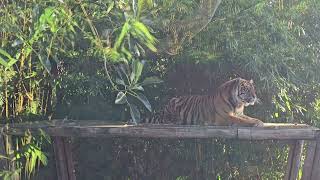 The Sumatran tiger Australia [upl. by Rramo131]