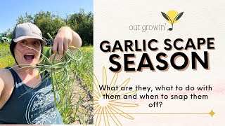 It’s garlic scape season What is a garlic scape and what do you do with it [upl. by Bakemeier]