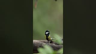 Green Backed Tit [upl. by Bravar]