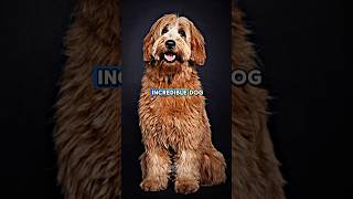 Australian Cobberdog Hidden facts shorts ytshorts youtubeshorts trending dog [upl. by Spanjian]