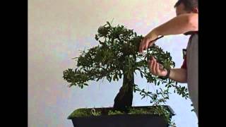 Bonsai styling pyracantha pt 1 [upl. by Aubin138]