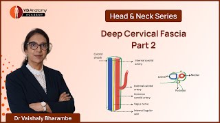 Deep Cervical Fascia Part 2 An Anatomical Journey with Dr Vaishaly Bharambe anatomy [upl. by Nidia388]