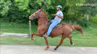 Standardbred Trotter Mare  3rd week in training Rosharon Tx [upl. by Christan]