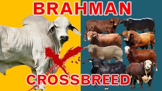 Brahman The King of Crossbreeding  The 8 Popular Brahman Crossbreeds  Bos Inducus X Bos Taurus [upl. by Alrich]