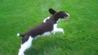 Shadow the Amazing Springer Spaniel [upl. by Vittorio]