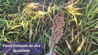 Brachiaria ruziziensis com sorgo granífero [upl. by Gertie]