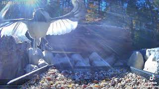 Carolina Chickadees on the Front Platform [upl. by Olin]