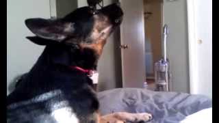 German Shepherd sings along to GYBE [upl. by Odnamla]