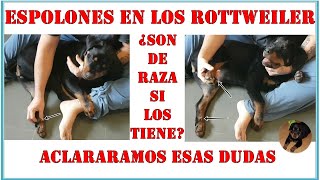 ESPOLONES EN LOS ROTTWEILER ¿Son de raza si los tiene quotJUNIOR THE ROTTWEILERquot [upl. by Zehcnas]