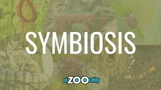 Symbiosis  Mutualism Commensalism and Parasitism  EdZOOcating Adventures [upl. by Fortna297]